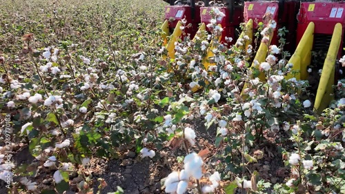 The mechanism of the cotton picker moves along the rows and collects ripe cotton. Cotton field. Close-up