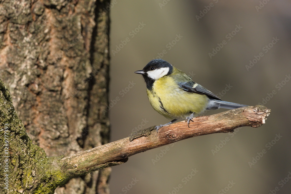Parus major aka great tit perched on the tree branch. Common bird in Czech republic. Isolated on blurred background. Parus major aka great tit perched on the tree branch. Common bird in Czech republic. Isolated on blurred background.