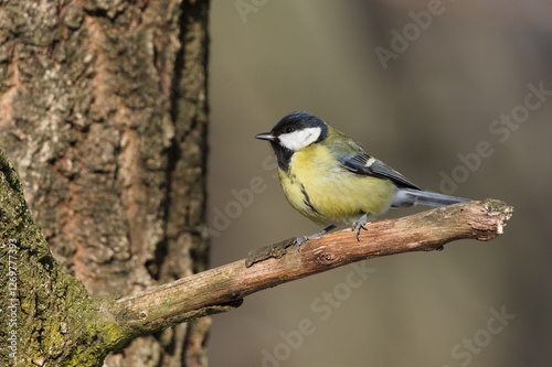 Parus major aka great tit perched on the tree branch. Common bird in Czech republic. Isolated on blurred background.  photo