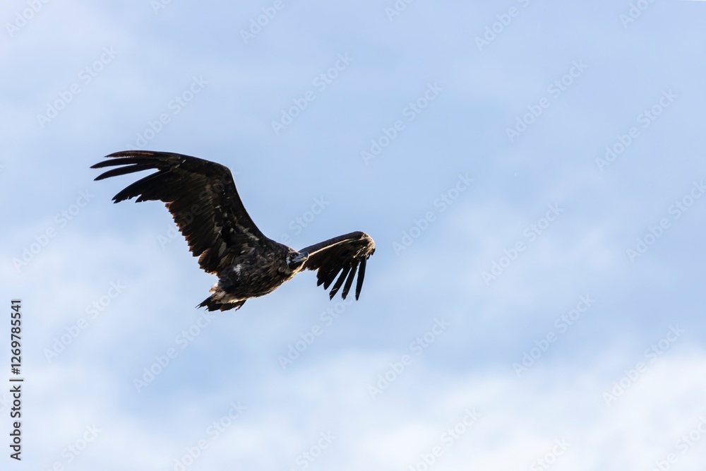 Obraz premium A griffon vulture soaring gracefully through the sky in Monfragüe, Extremadura, Spain, capturing the bird's majestic wingspan and natural beauty