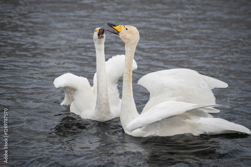screaming swans