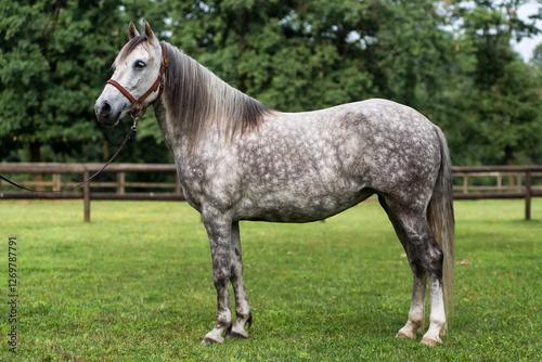 Conformation shot of a Barb horse