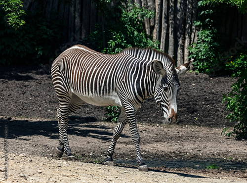 Walking Grevy`s zebra. Latin name - Equus grevyi	 photo