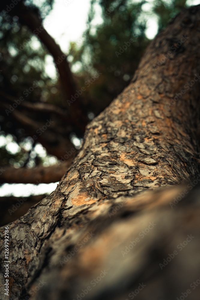 Hermosa y abstracta corteza de árbol viejo | Beautiful and abstract old tree bark Hermosa y abstracta corteza de árbol viejo | Beautiful and abstract old tree bark