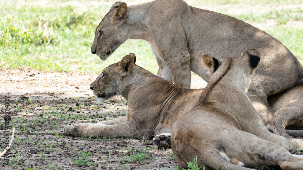 Fototapeta premium A peaceful scene of Serene Lions Resting in their Natural Habitat within the wild