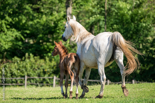 Obraz na plátně Arabian mare with filly run in a summer field