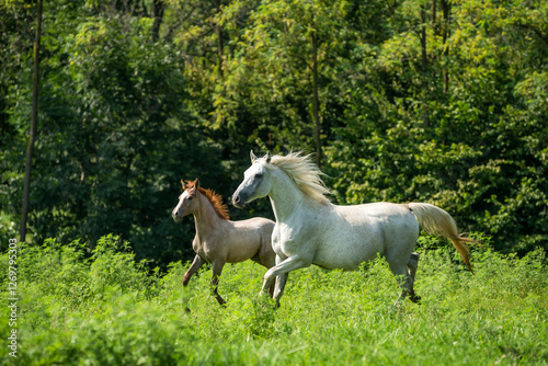 Fotografie Arabian mare with filly run in a summer field