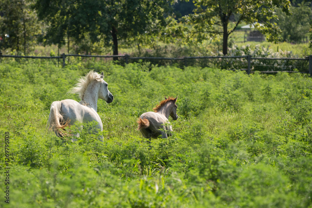 Fototapeta premium Arabian mare with filly run in a summer field