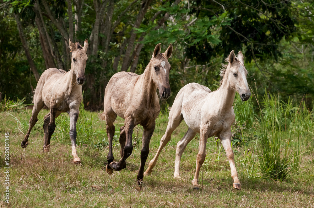 Obraz premium Campolina horses foals running in a field in Brasil