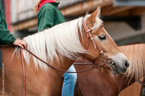 Portrait of a ridden haflinger pony