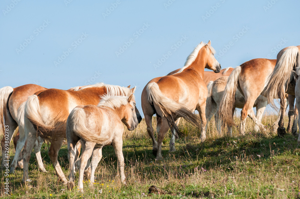 Obraz premium Herd of Haflinger in Italian mountains