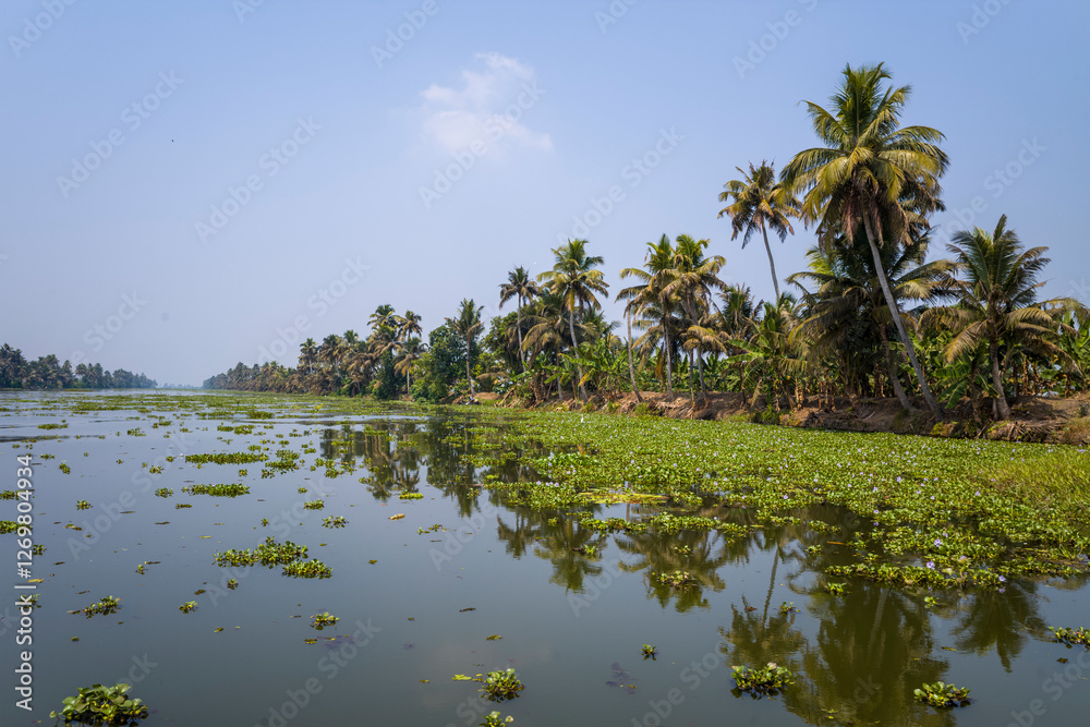 Obraz premium The banks of the backwaters in Alappuzha in Asia, India, Kerala, Alleppey, in summer, on a sunny day.