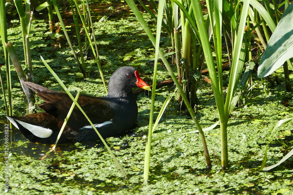 Teichhuhn, Teichralle Teichhuhn, Teichralle