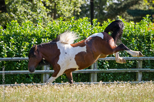 Beautiful mix breed heavy mare enjoying freedom