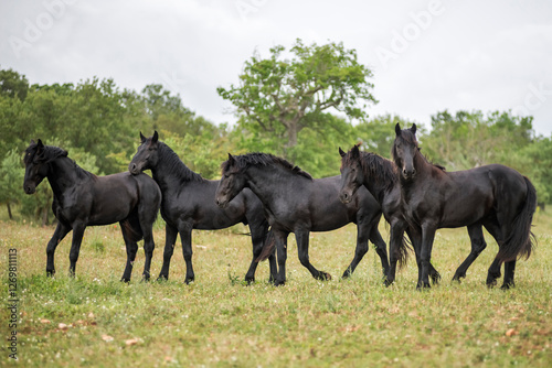 Group of young murgese horses