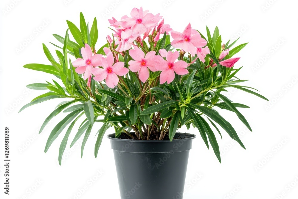 Obraz premium Pink flowered oleander known as Rose Bay Nerium oleander L in a black pot enhances tropical gardens with ornamental greenery on a white background