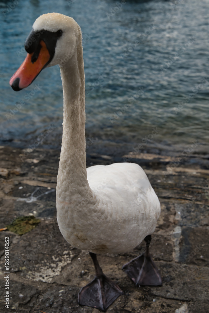 Vertical close-up of a white swan on the shores of Lake Lucerne, Switzerland. Vertical close-up of a white swan on the shores of Lake Lucerne, Switzerland.