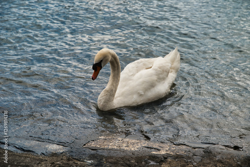 Fototapeta Naklejka Na Ścianę i Meble -  Close-up of a white swan on the shores of Lake Lucerne, Switzerland.