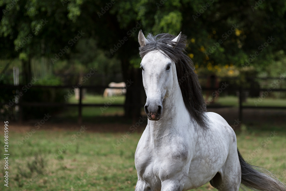 Obraz premium Portrait of a gray lusitano stallion