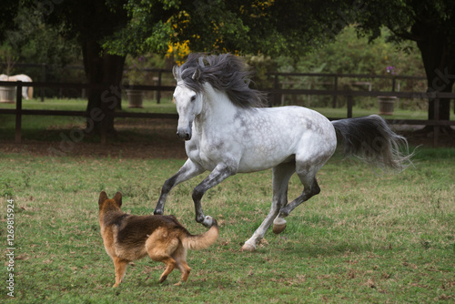Gray lusitano stallion plays with canine friend