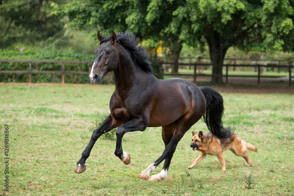 Bay lusitano stallion runs in a field Bay lusitano stallion runs in a field