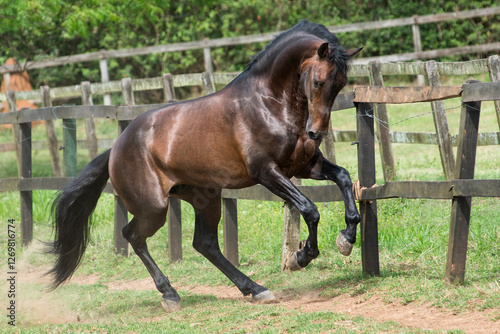 Bild auf Leinwand Bay lusitano stallion plays in the field
