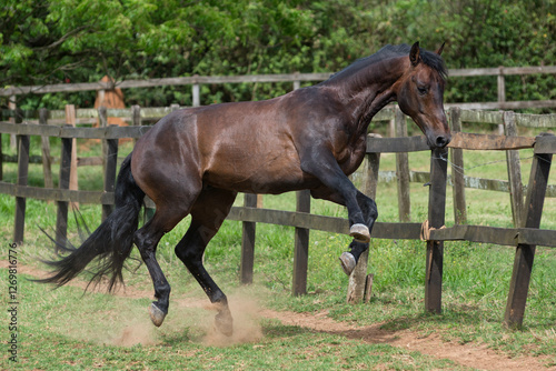 Bay lusitano stallion plays in the field