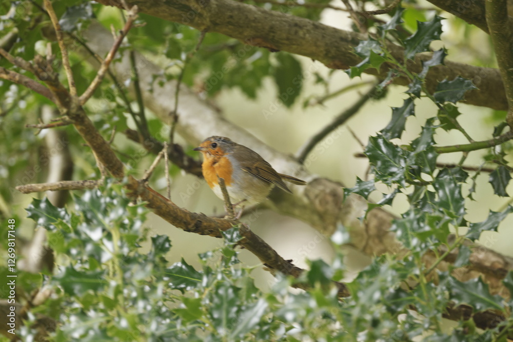 Robin on a branch surrounded by green leaves Robin on a branch surrounded by green leaves