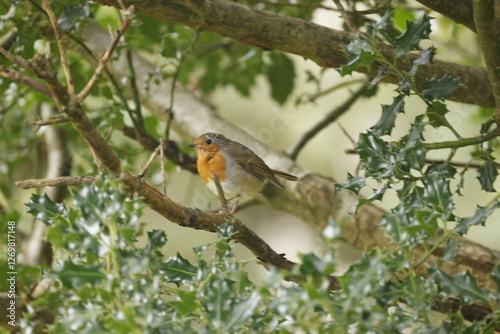 Foto Robin on a branch surrounded by green leaves
