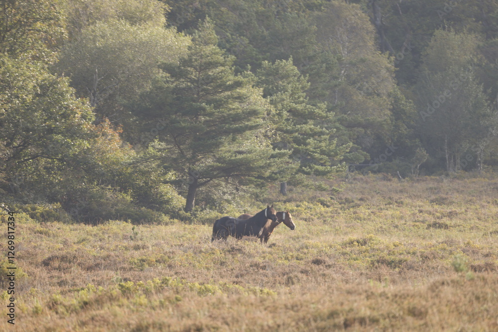 Fototapeta premium Two wild horses in a clearing in front of the forest