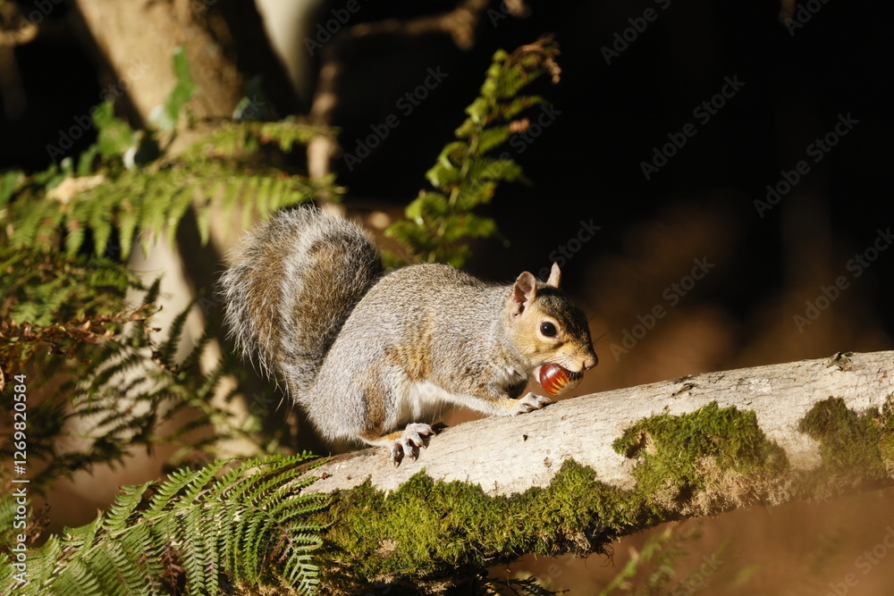 A forest squirrel on a sloping branch with moss and ferns and a nut in its mouth A forest squirrel on a sloping branch with moss and ferns and a nut in its mouth