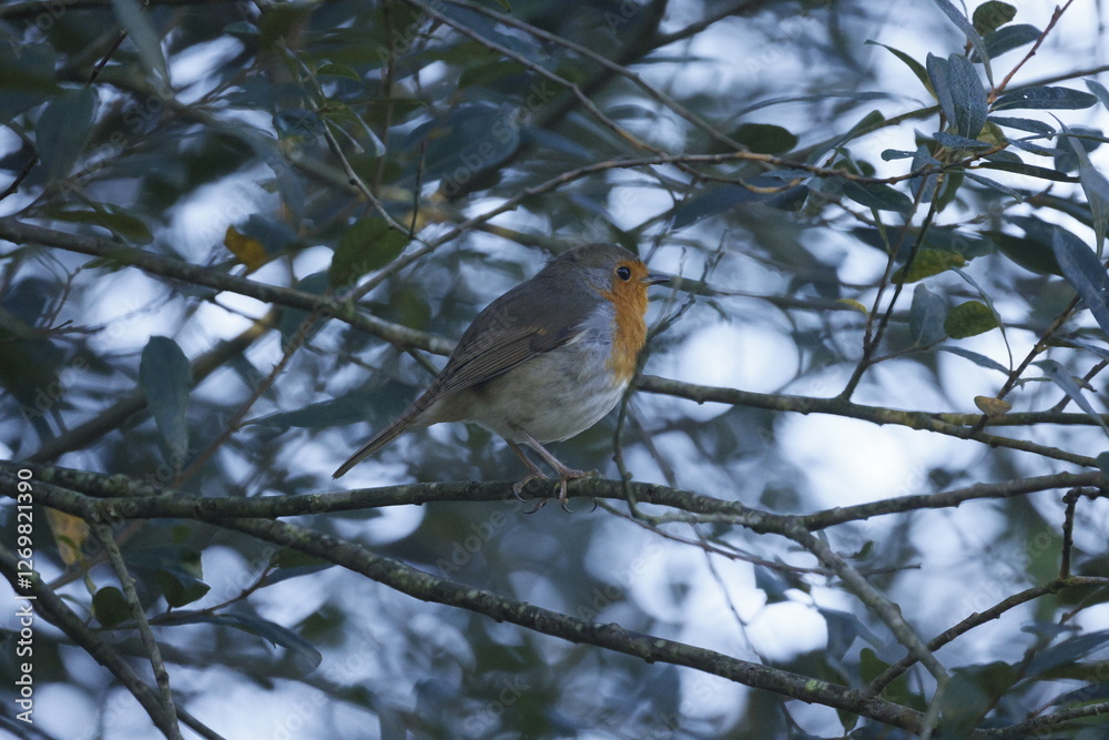 A small robin bird sits on a delicate branch surrounded by other branches. A small robin bird sits on a delicate branch surrounded by other branches.