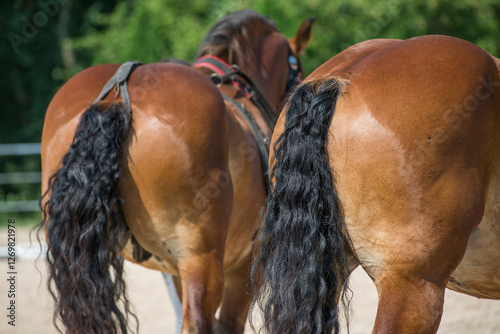 Detail of two ardennes horses