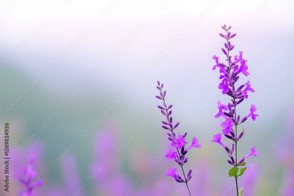 Naklejka premium A purple flower is standing in a field of flowers. The field is full of purple flowers and the sky is blue