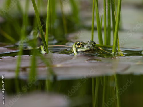 Getarnter Frosch im Seerosenteich – Naturfotografie aus der Nähe photo