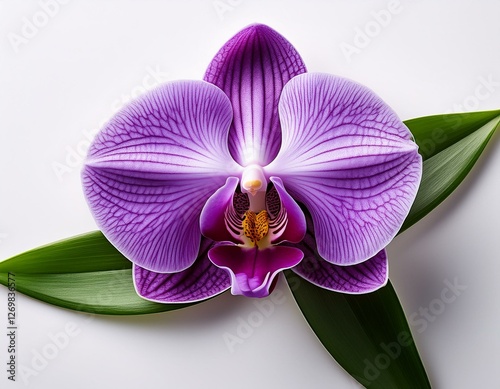beautiful purple orchid flower with green leaves on white background
