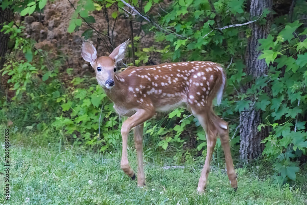 White Tailed Deer Fawn at tree line White Tailed Deer Fawn at tree line