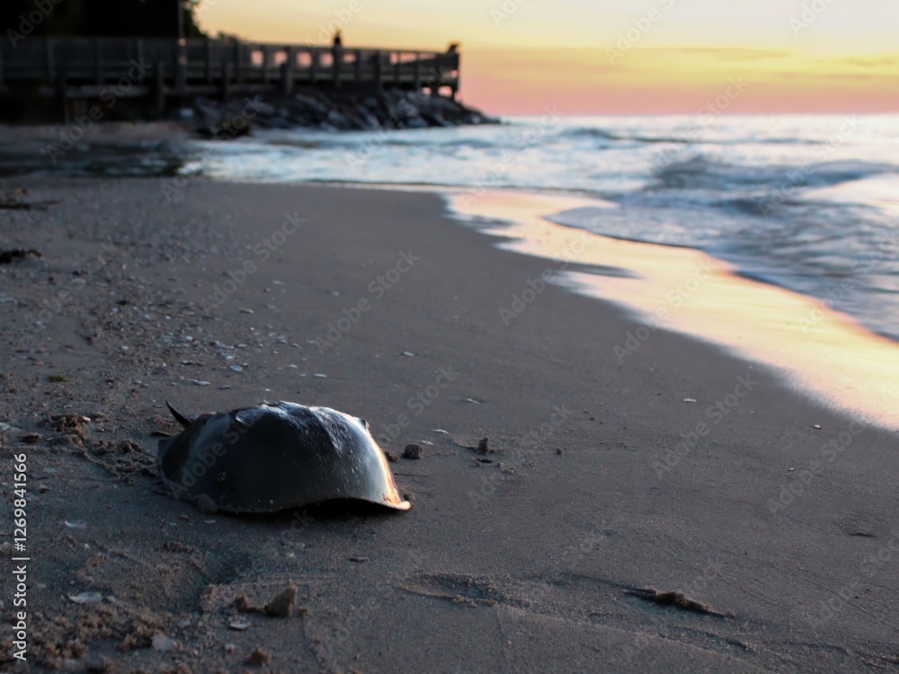 Obraz premium A lone Horseshoe Crab along Chesapeake Bay at Sunrise