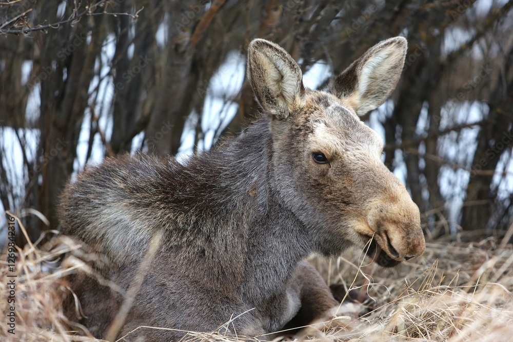 Moose Moose