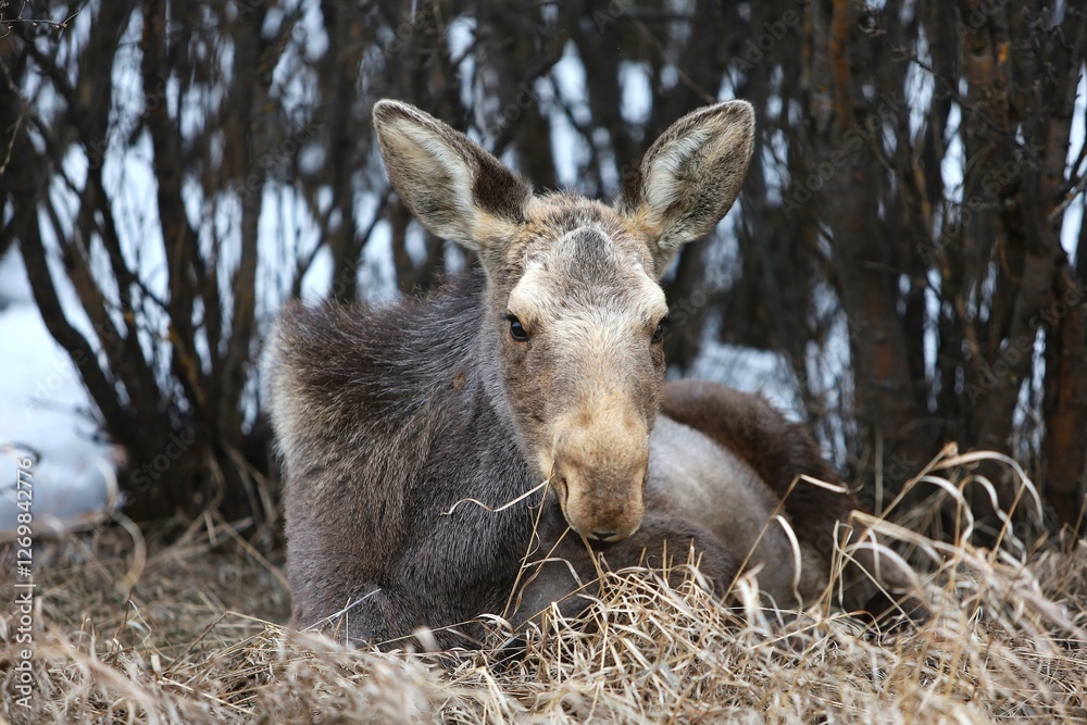 Fototapeta premium moose facing