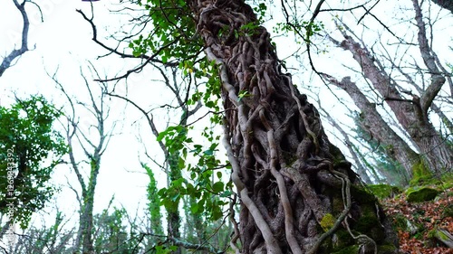 Ivy (Hedera helix) on trees in winter in the forest of La Herrería. El Escorial. Autonomous Community of Madrid. Spain. Europe photo