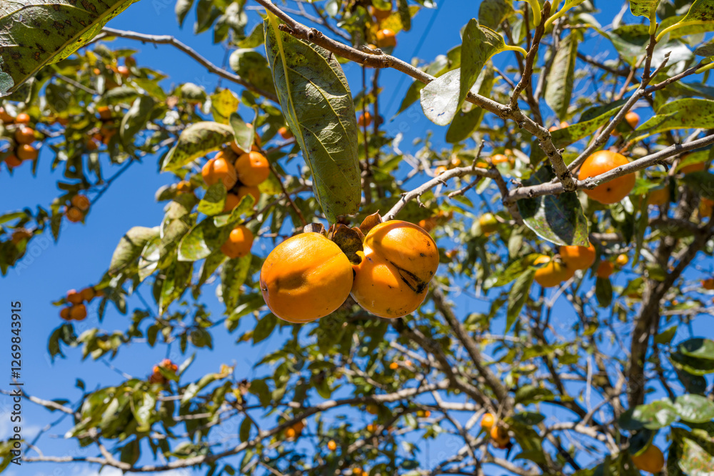 Persimmons on the Kumano Kodo in Asia, Japan, Kansai, Kumano Kodo, in summer, on a sunny day. Persimmons on the Kumano Kodo in Asia, Japan, Kansai, Kumano Kodo, in summer, on a sunny day.