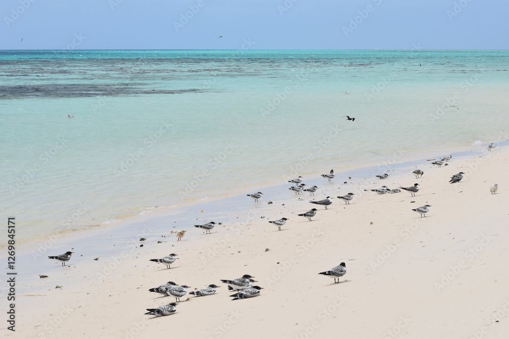 Jeunes Sternes huppée, barrière de corail, Australie