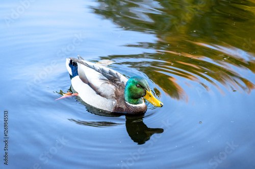 Mallard duck in blue water pond