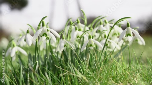 Snowdrops in meadow. Early spring flower and defocused background	