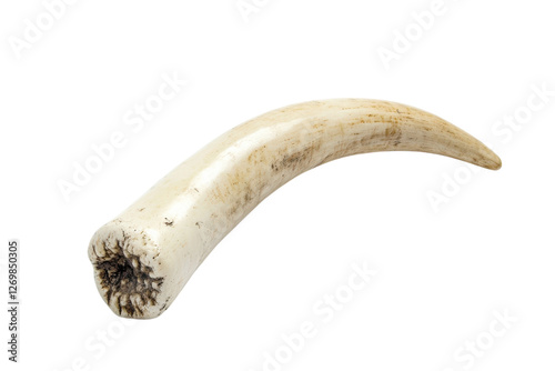 Intricately carved ivory tusk with history and character resting against a plain background isolated on transparent background photo