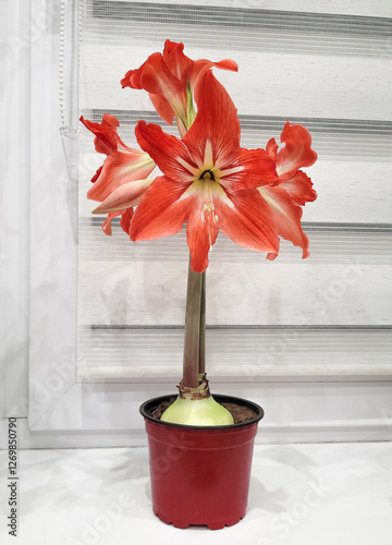Hippeastrum Amaryllis red flowers on the windowsill.