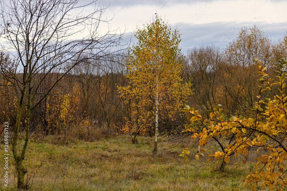 dreary nature in cloudy autumn weather and a lonely birch tree