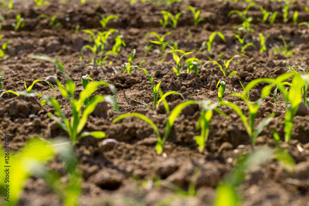 a monocultural field with fresh corn sprouts in fertile soil with fertilizers a monocultural field with fresh corn sprouts in fertile soil with fertilizers