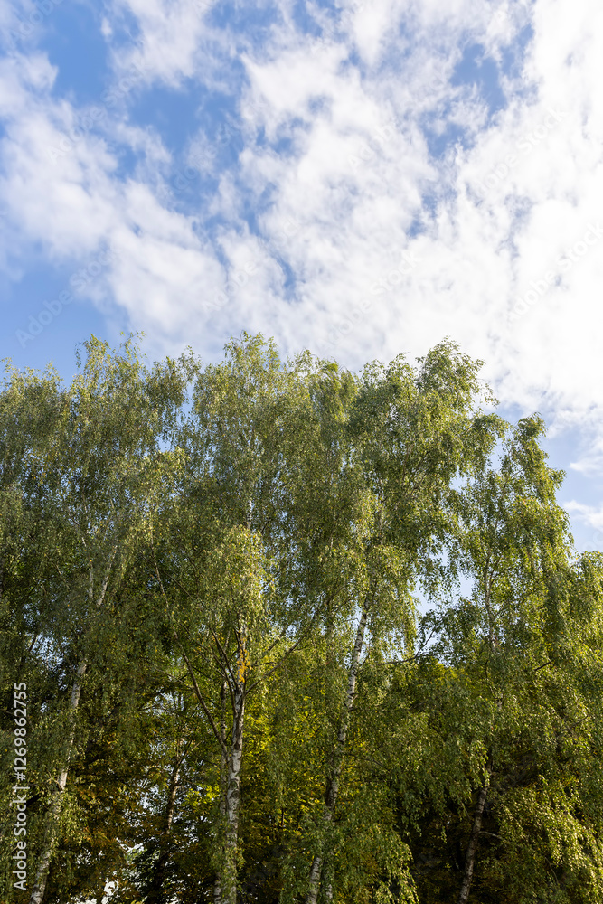 Fototapeta premium deciduous birch trees in the park at the end of summer